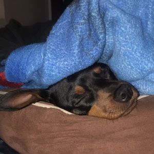 Meet your Posher, Diego